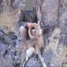 شکار,شکارچی پرنده های وحشی,شکار در کلات,اداره محیط زیست,احدث آبشخور,حیات وحش,مناطق حفاظت شده و شکار ممنوع
